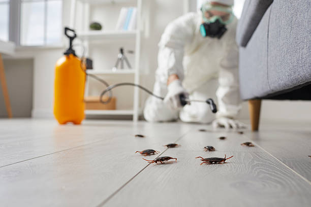 Post-Treatment Bed Bug Interceptor Monitoring in Owosso
